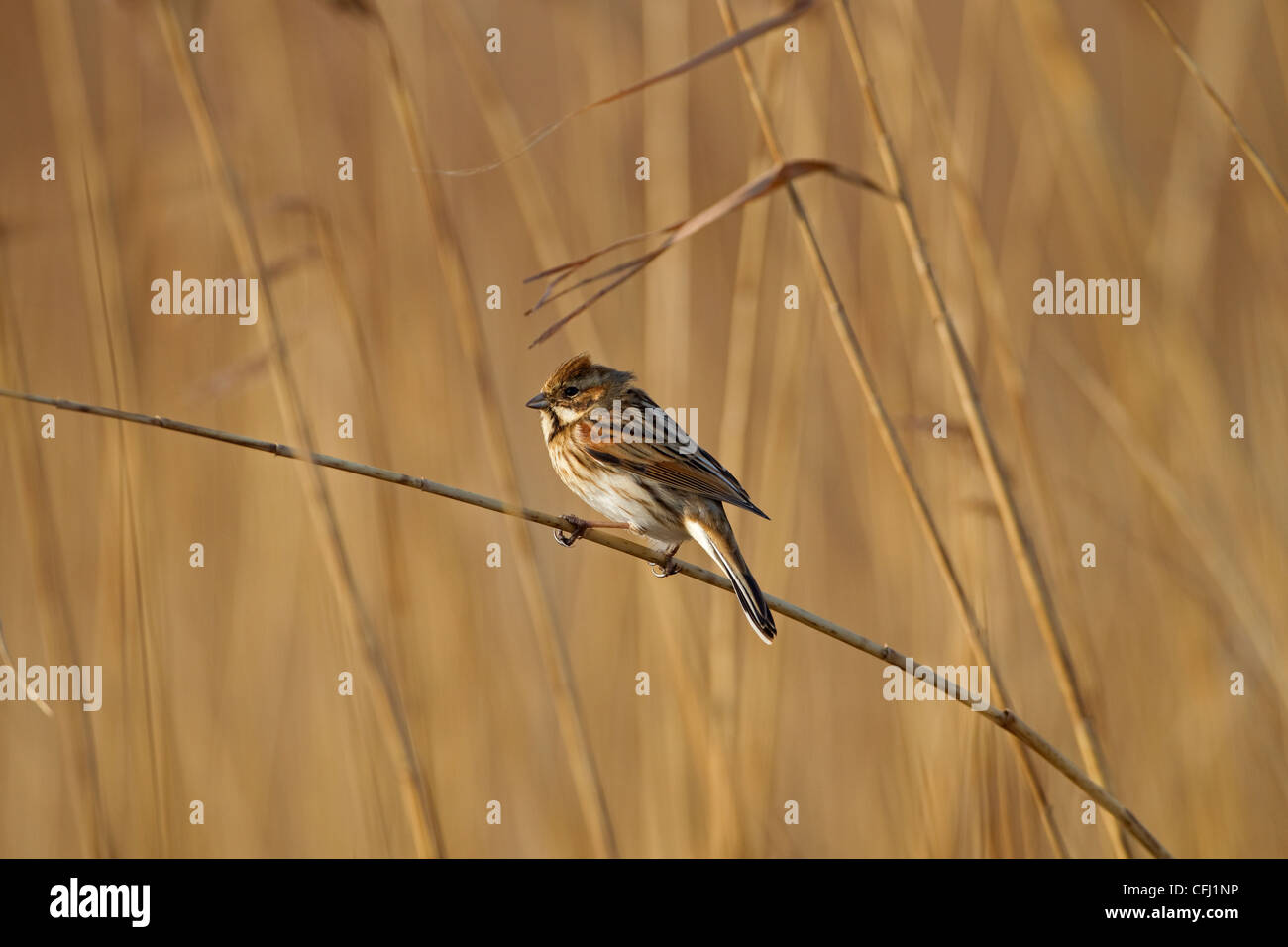 weibliche Reed Bunting Mmberiza Schoeniclus auf reed Stockfoto