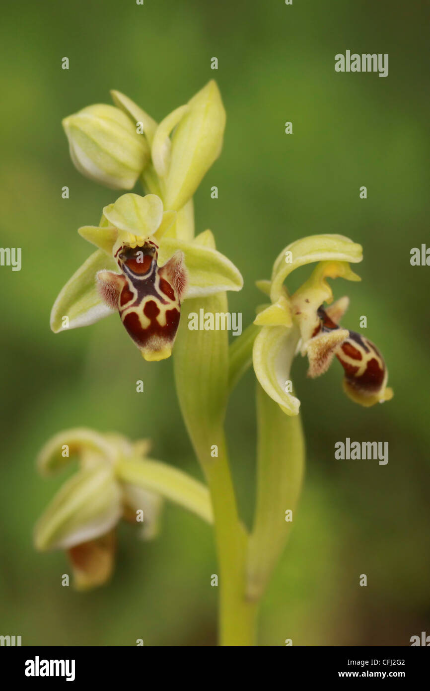 Carmel Biene Orchidee (Ophrys Carmeli) Blumen. Fotografiert in Israel, im Februar Stockfoto