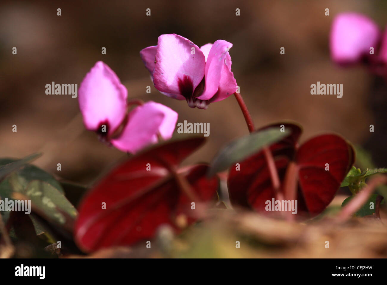 Runde-Leaved Alpenveilchen (Cyclamen Coum), Bilder aus dem Monat in Israel im Februar Stockfoto