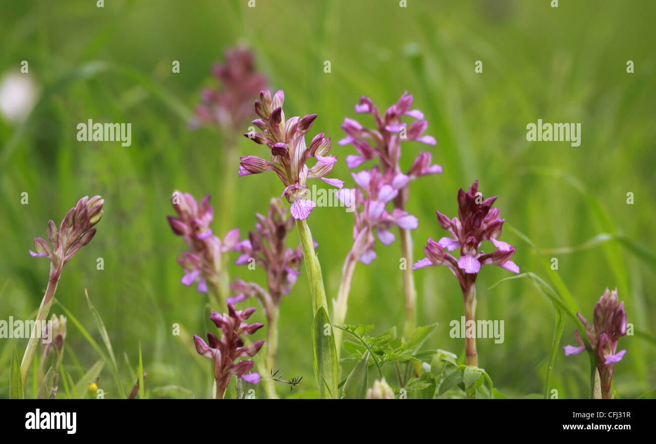 Rosa Schmetterling Orchidee (Anacamptis Papilionacea oder Orchis Papilionacea) wächst in der Natur. Fotografiert in Israel im Februar Stockfoto