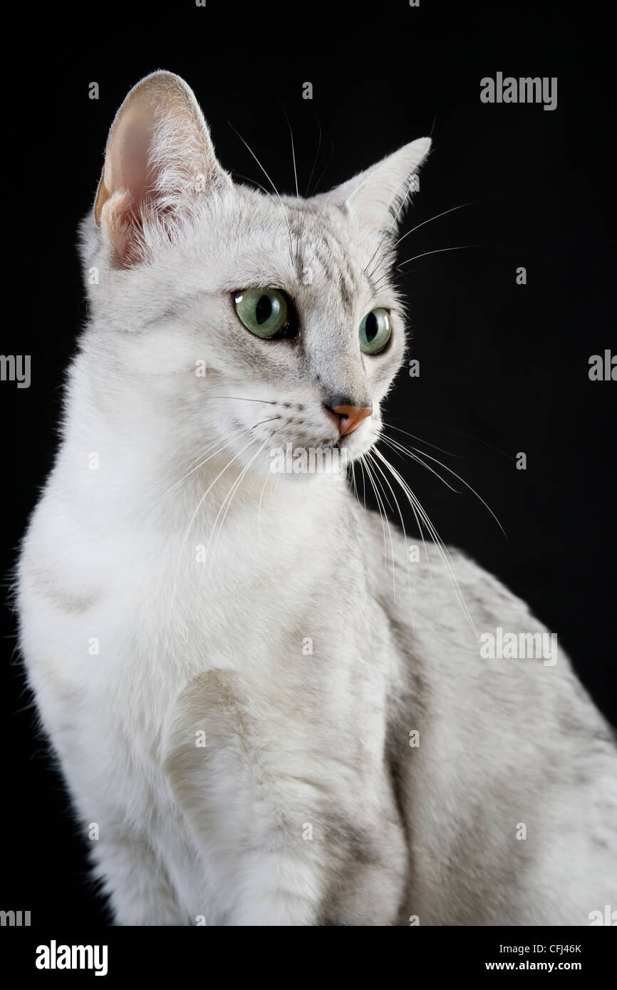 Ägyptische Mau Katze Stockfoto