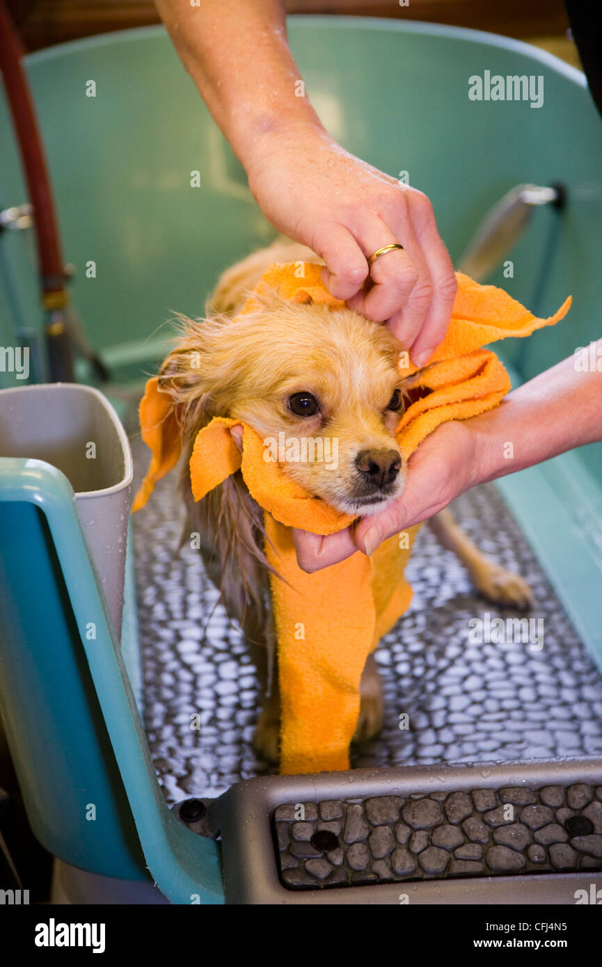 Hund wird geduscht und nach dem Schwimmen Stockfotografie