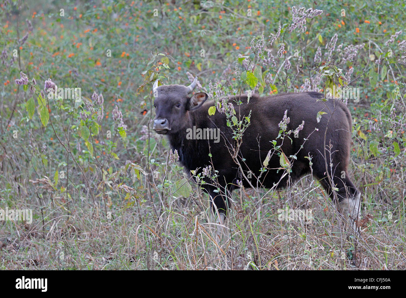 Gaur oder indische Bison im Kanha National park Stockfoto