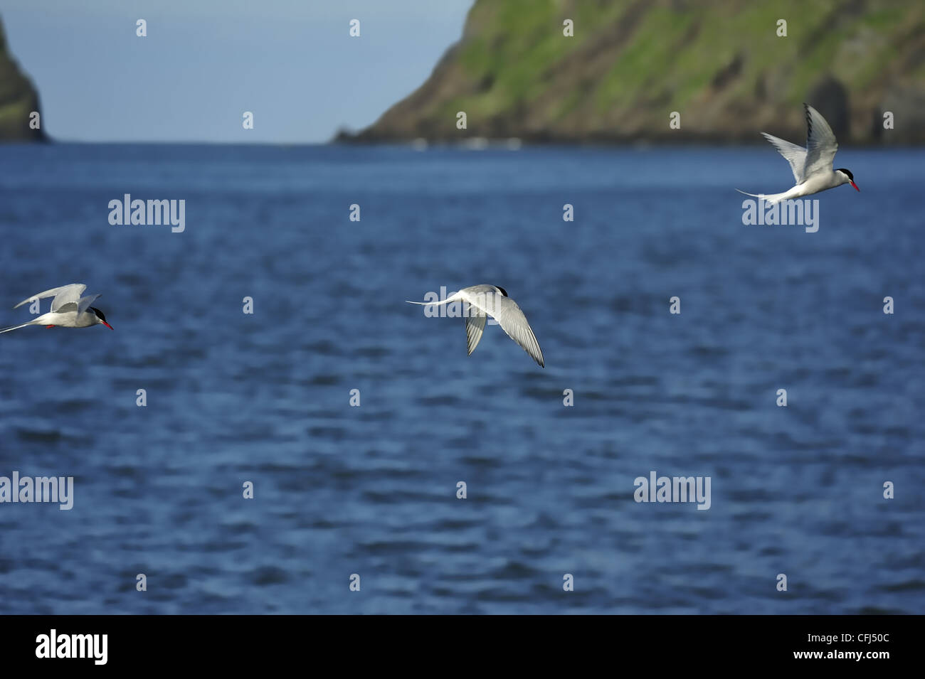 Möwen über Atlantik, die Küste in der Nähe von Vik Stadt, Island Stockfoto