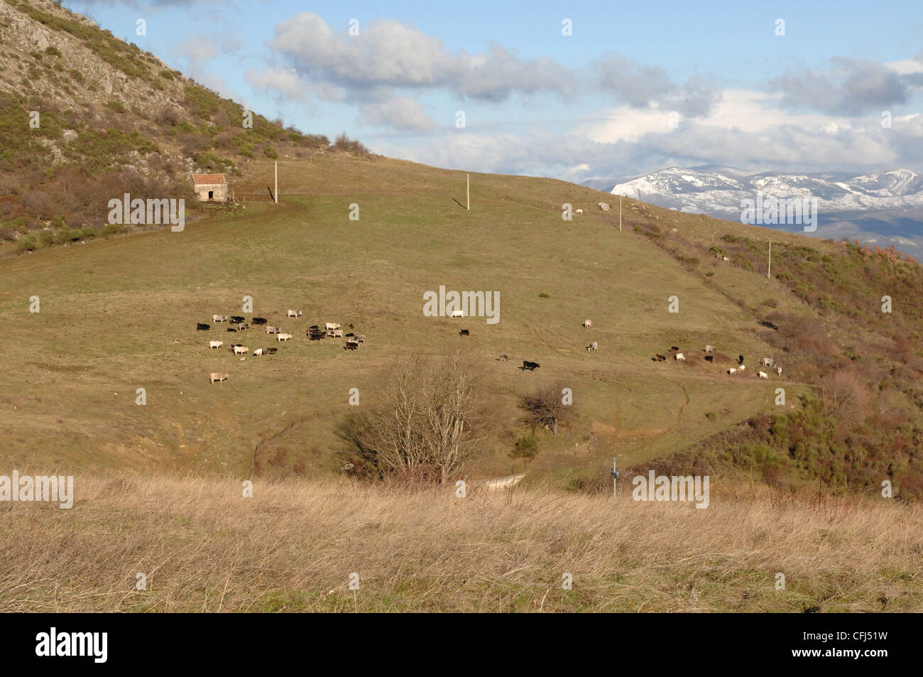 Weide wiese Wiese mit Kühen lukanische Apennin Nationalpark, Basilicata, Italien Stockfoto