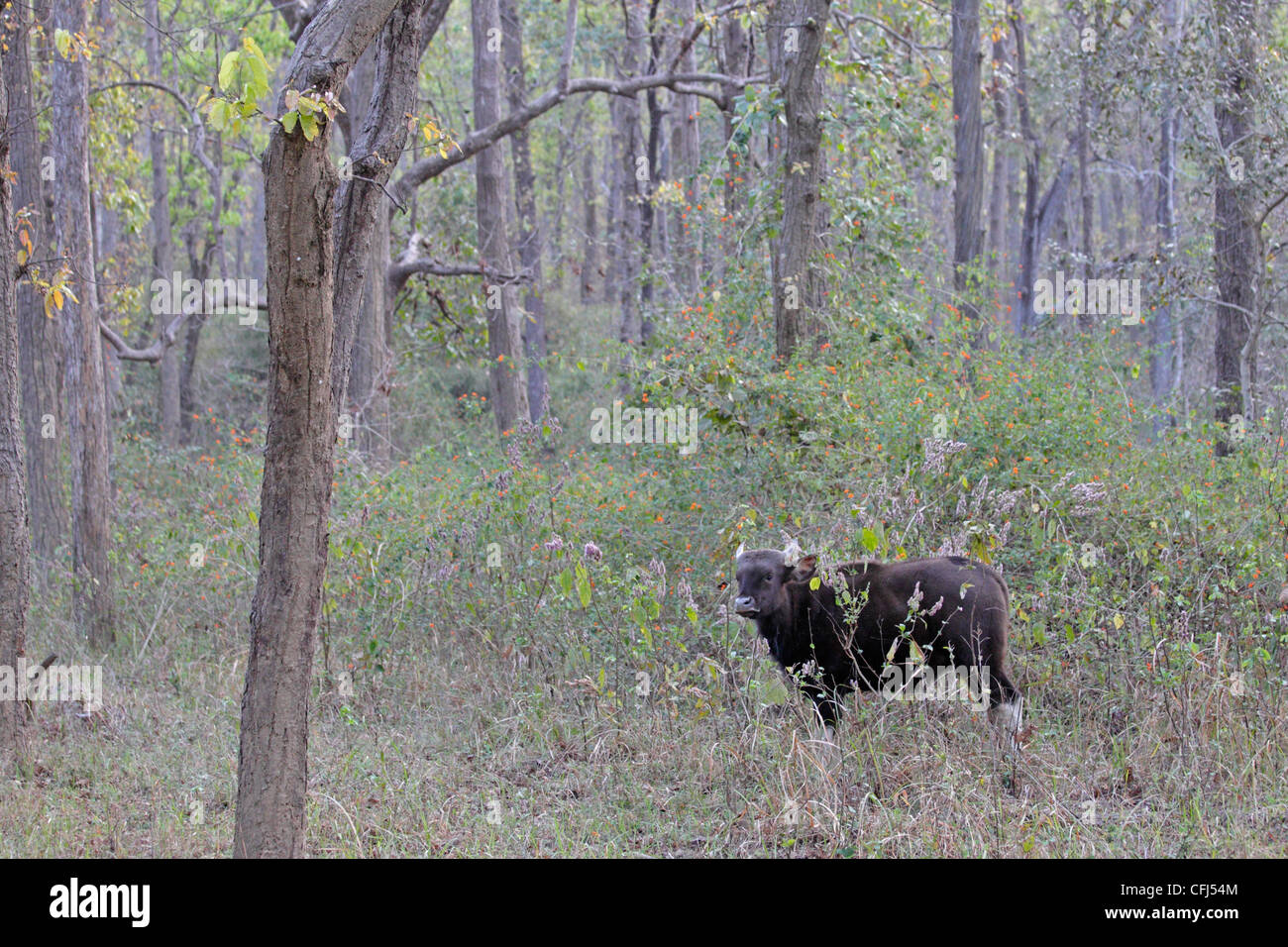 Gaur oder indische Bison in Kanha National park Stockfoto