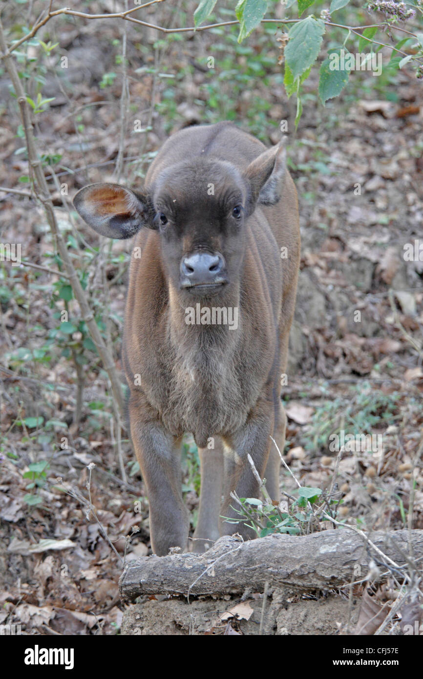 Junge Gaur oder indische Bison Stockfoto