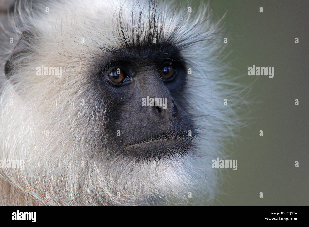 Porträt eines grau-Languren-Affen in Kanha Nationalpark Indien genommen Stockfoto