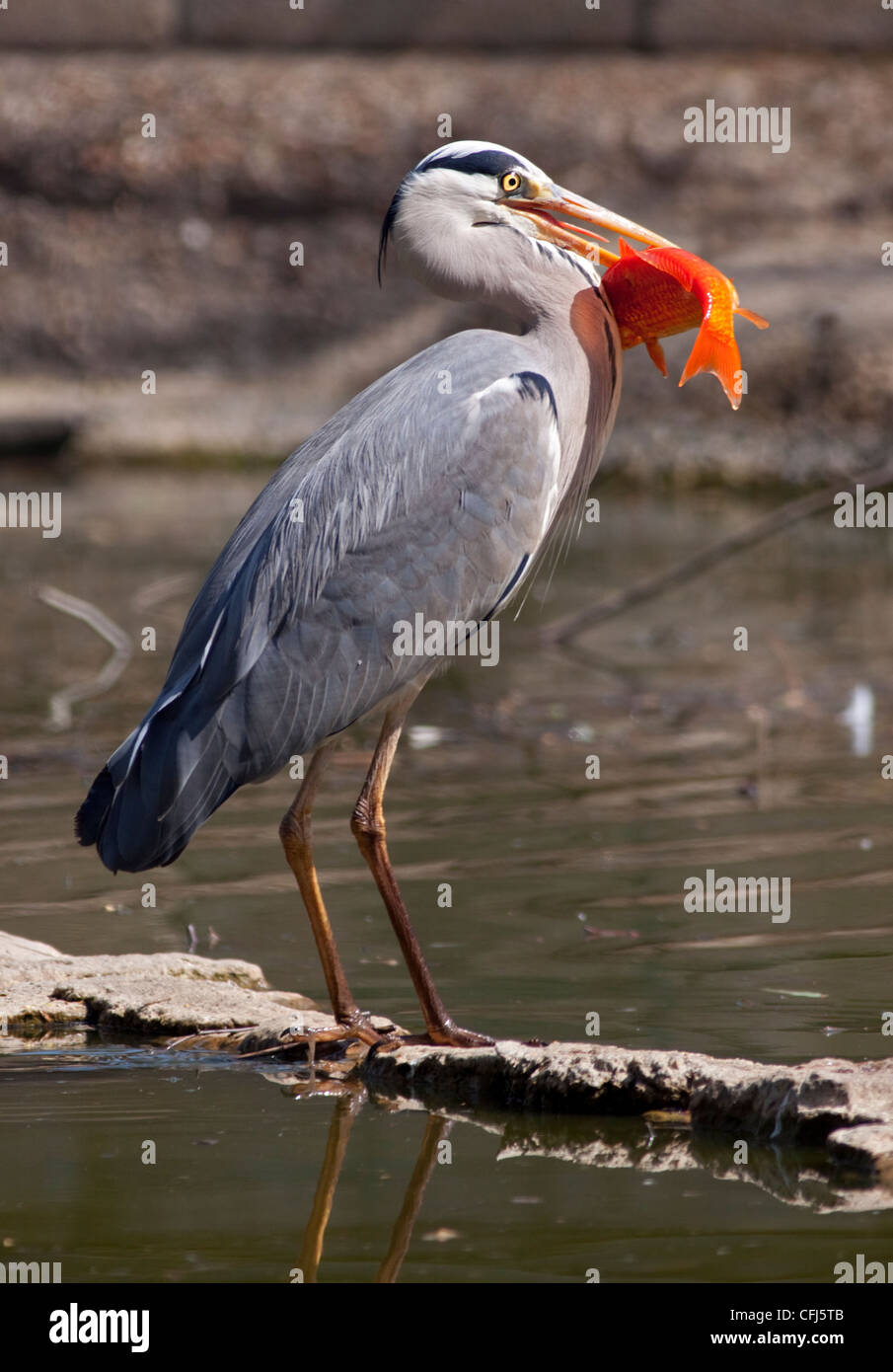Graue Reiher (Ardea Cinerea) mit Koi-Karpfen Stockfoto