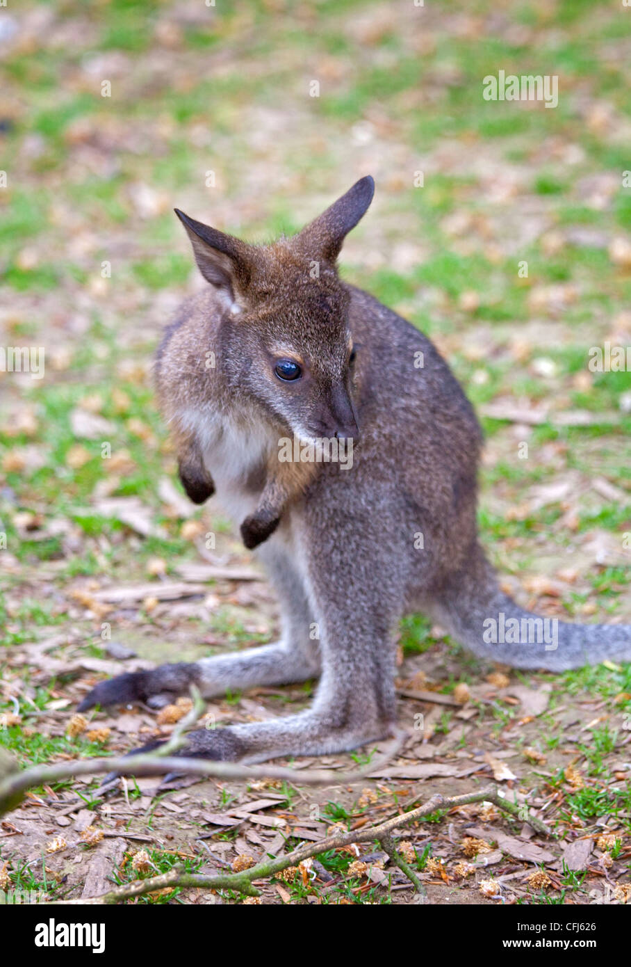 Wallaby-Joey Stockfoto