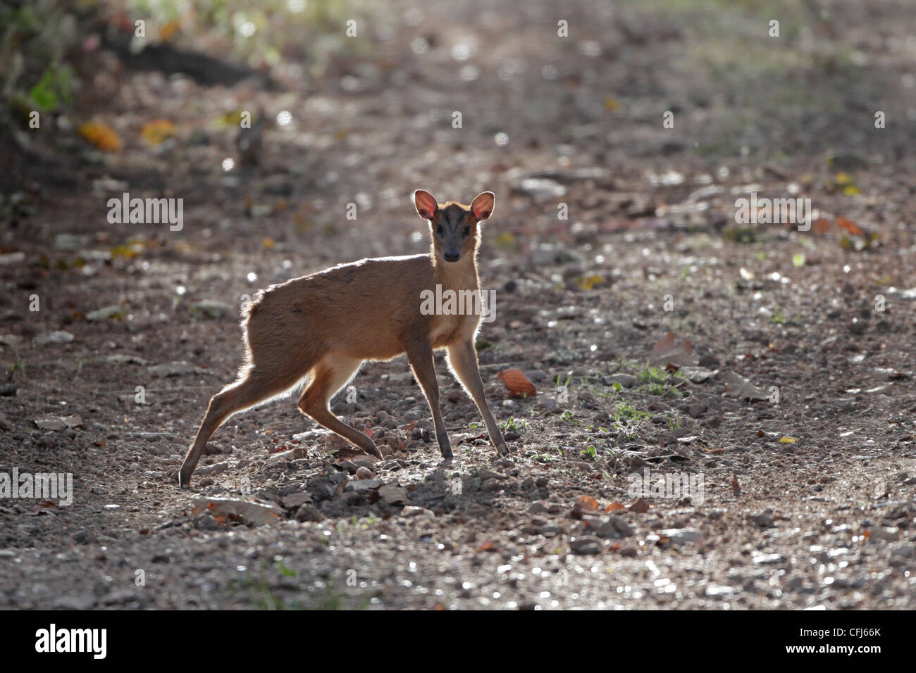 Junge indische Muntjak Reh im Kanha Nationalpark Indien Stockfoto