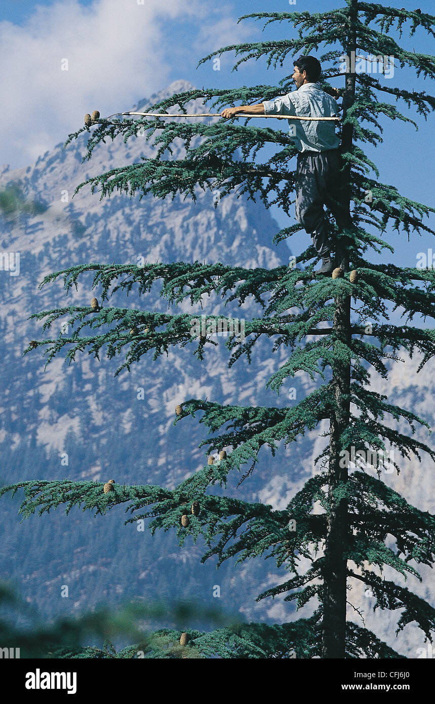 Kegel-Ernte in Zeder Wald von Taurus-Gebirge, Türkei. Stockfoto