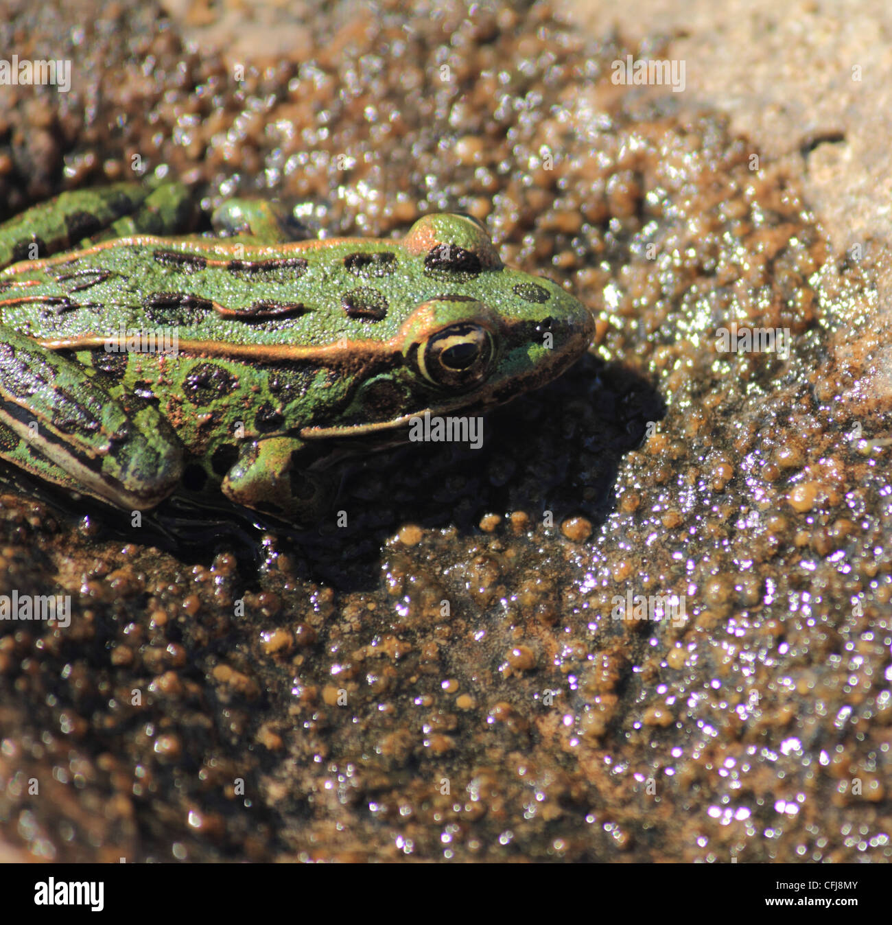 Eine kleine grüne nördlichen Leopard Frosch mit schwarzen und gelben Markierungen auf einem feuchten Stein Stockfoto