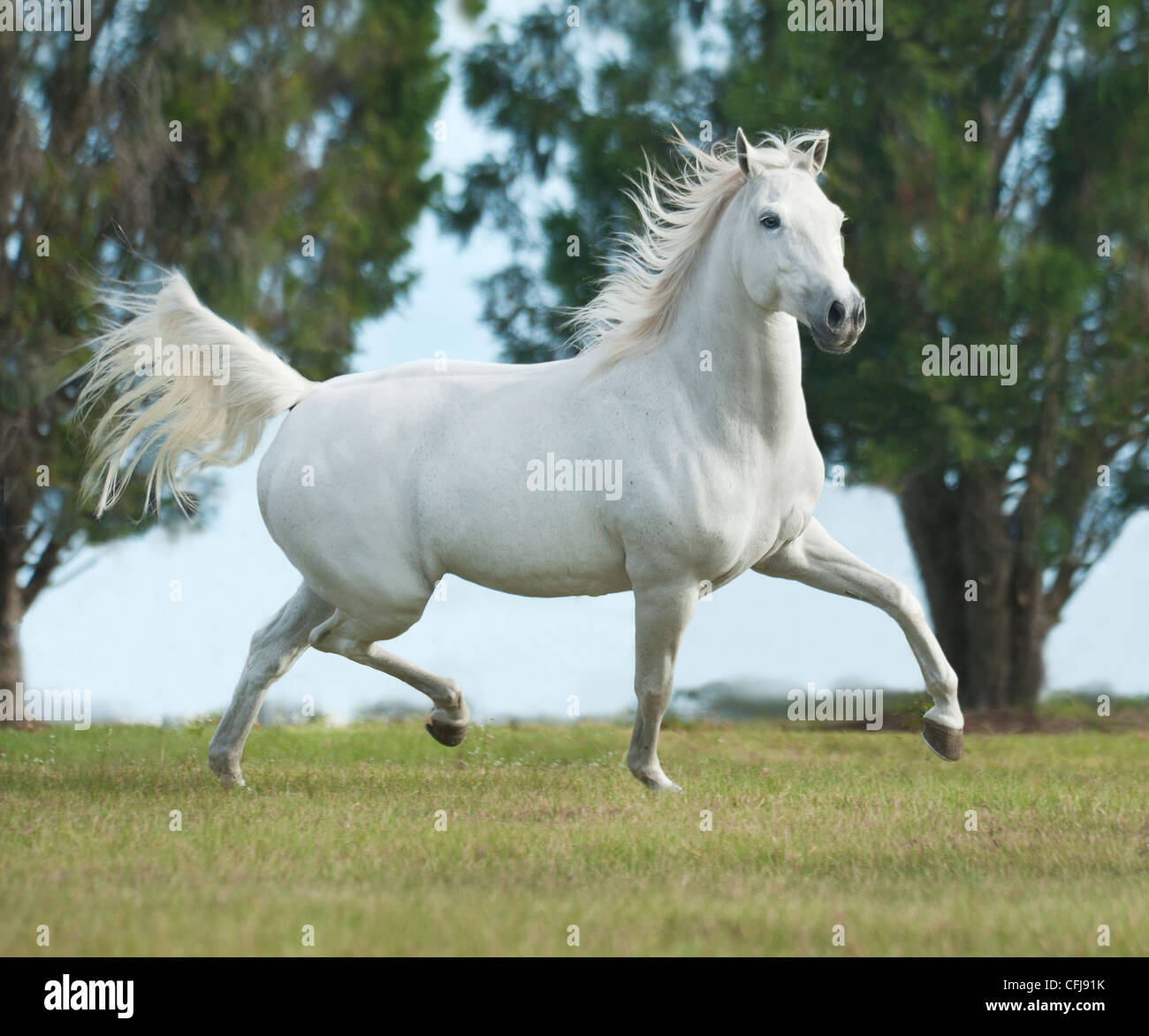 Welsh Pony Arabisches Pferd Pony cross Stockfoto