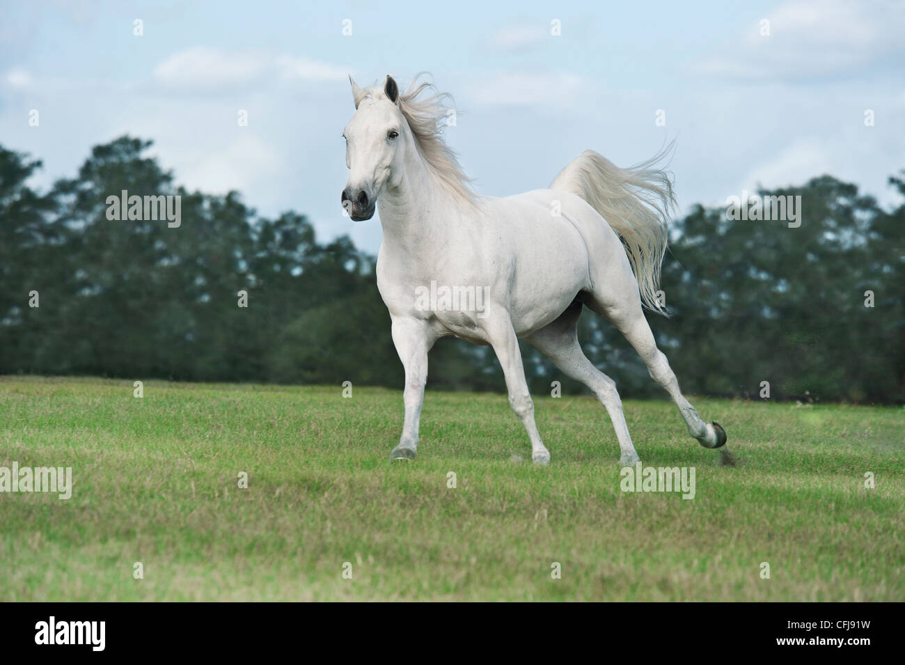 Welsh Pony Arabisches Pferd Pony cross Stockfoto