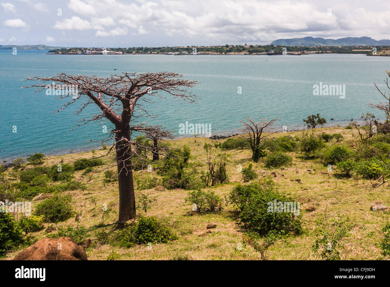 Affenbrotbäume Suarezensis (Suarez Baobab) in der Bucht von Antsiranana, nördlich von Madagaskar Stockfoto