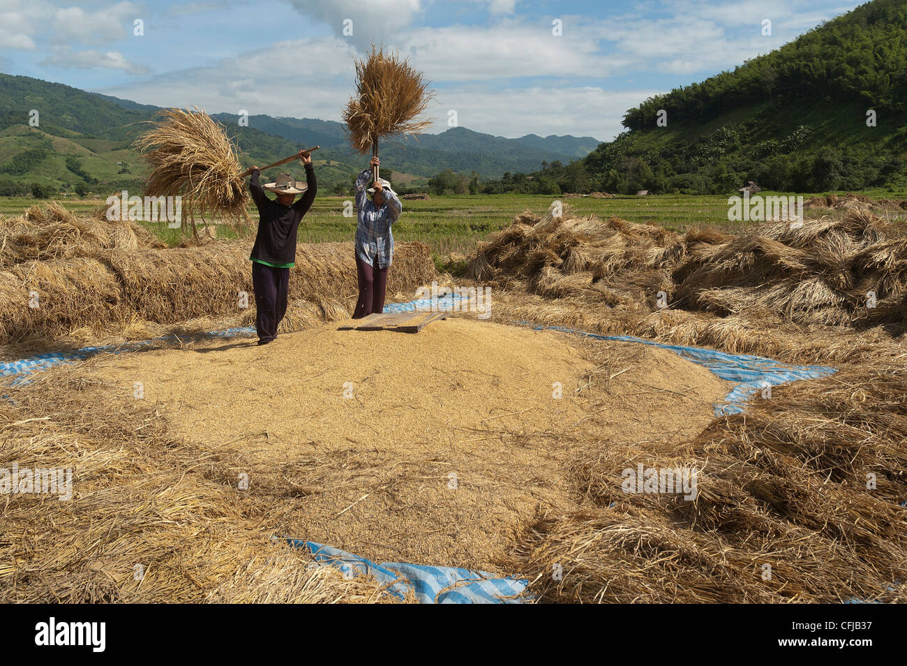 Elk208-4606 Thailand, Thaton, Reisernte, Worfeln Stockfoto