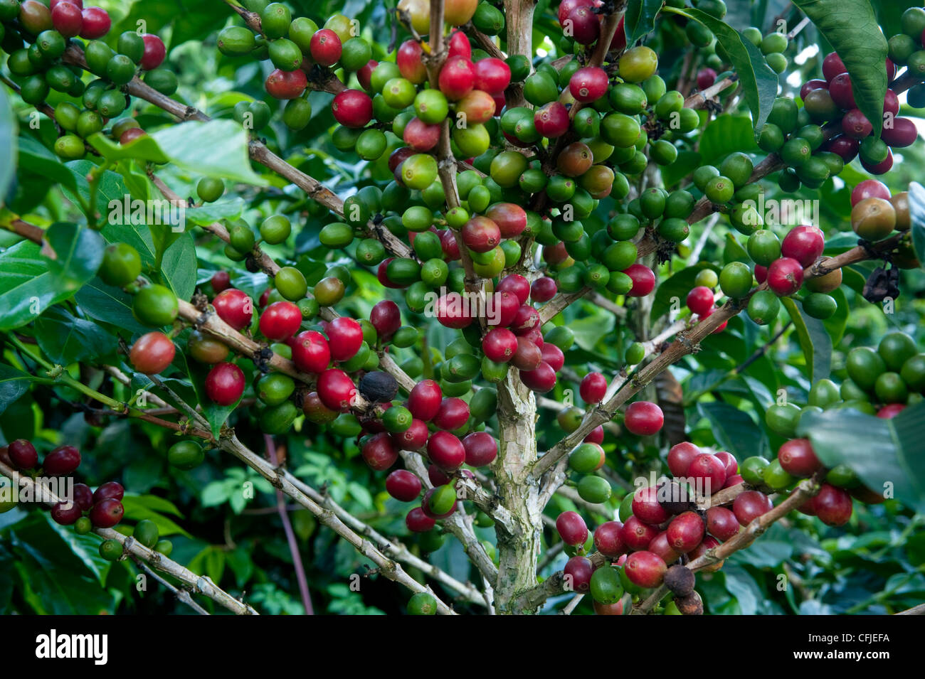 Kaffee plantagen Fotos und Bildmaterial in hoher Auflösung Alamy