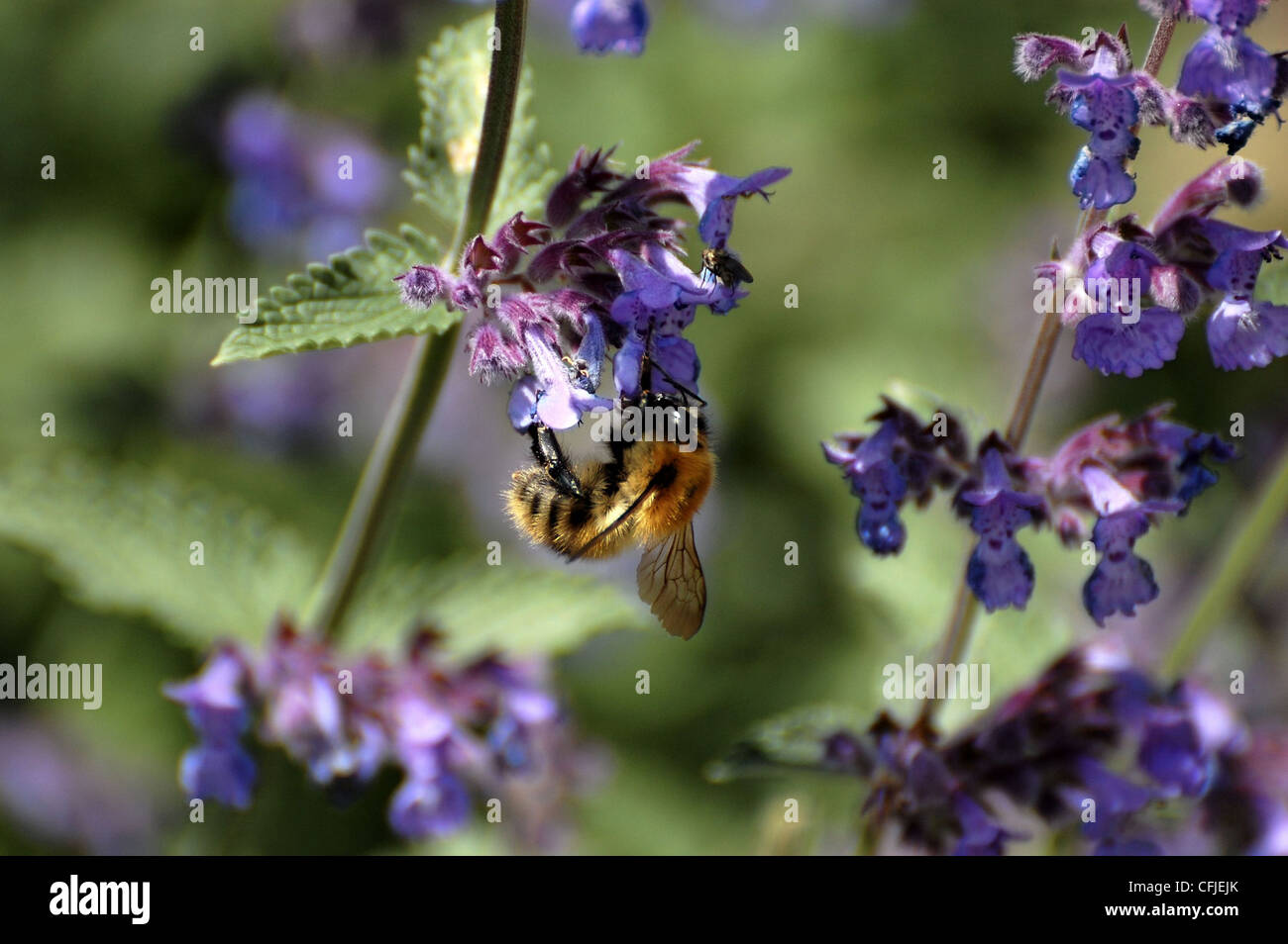 goldenen Fell unterstützt Biene, Blume, die Gewinnung von Pollen hängen Stockfoto