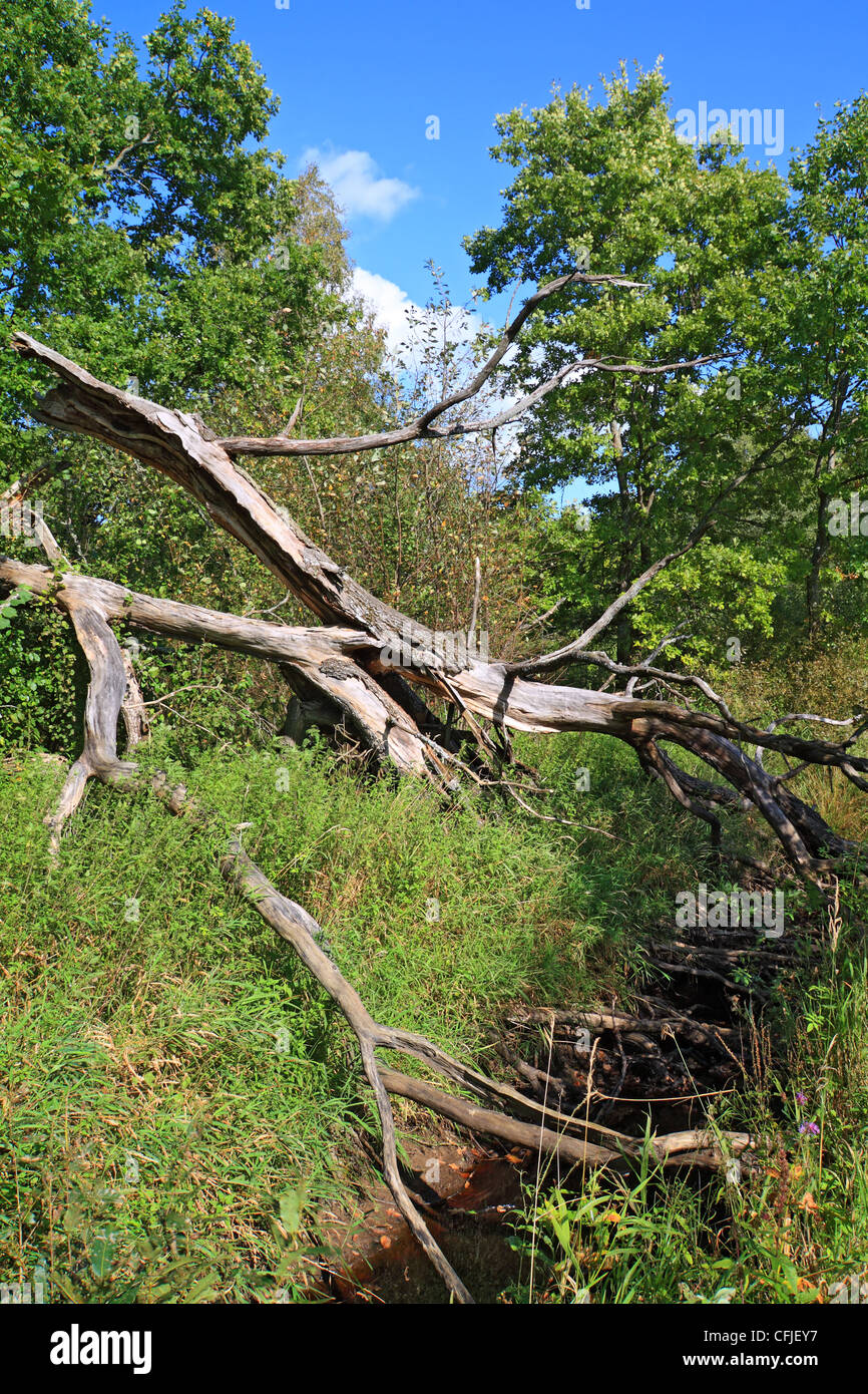umgestürzten Baum im Grünholz Stockfoto