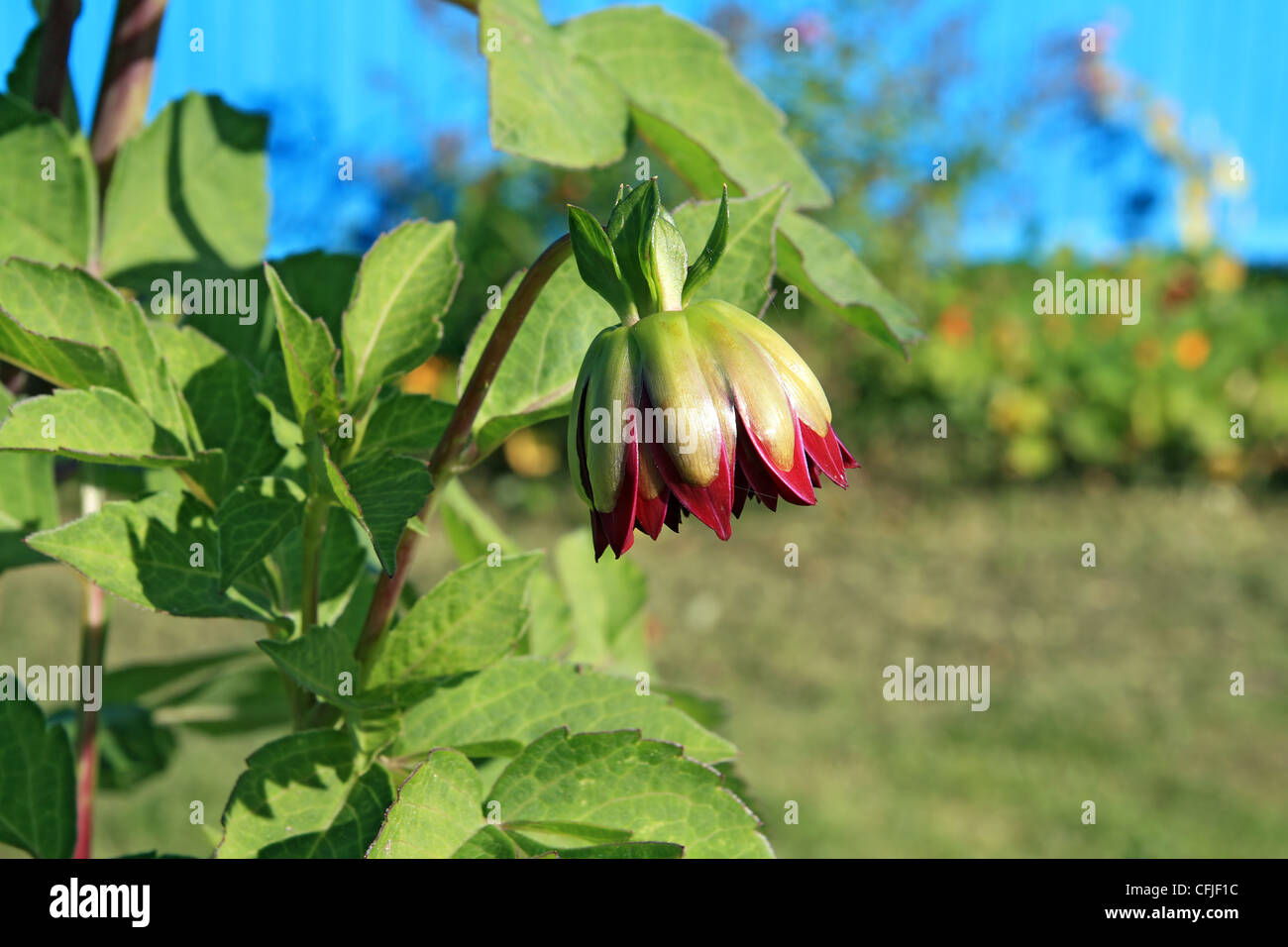 kleine Dahlie auf grünem Hintergrund Stockfoto