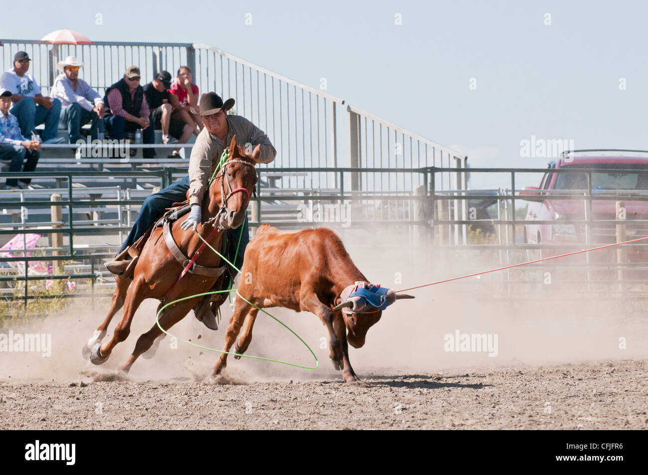 Team-Steer roping, Siksika Nation Rodeo, Gleichen, Alberta, Kanada Stockfoto
