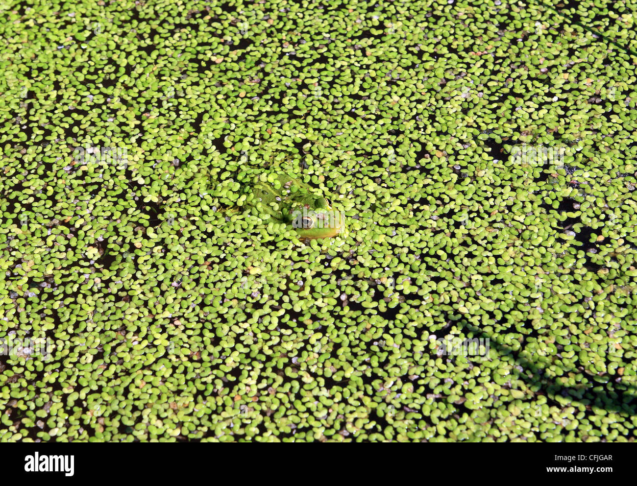 Frosch im Sumpf unter Wasserlinse Stockfoto