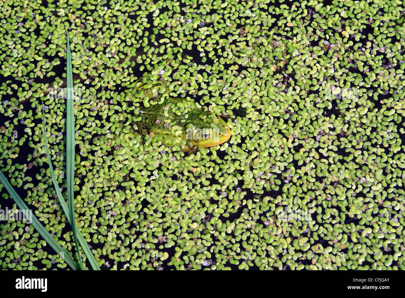 Frosch im Sumpf unter Wasserlinse Stockfoto