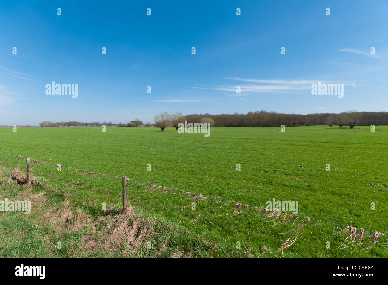 typische holländische Landschaft entlang des Flusses IJssel, regelmäßig im Winter und Frühling Zeit überflutet Stockfoto