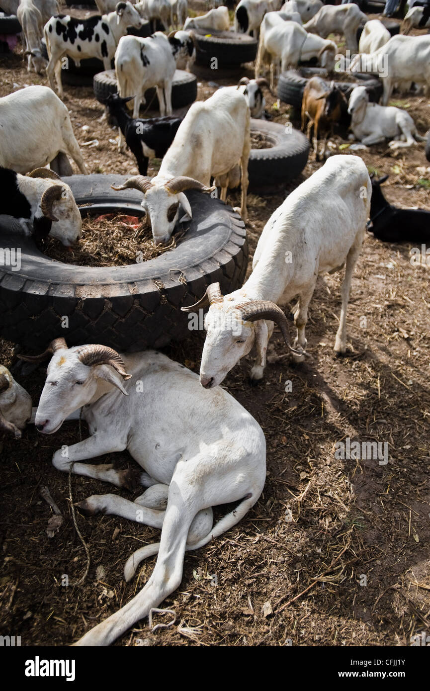 Rams für Festival von Tobaski, am Straßenrand Vieh zu vermarkten, Brikama, Gambia Stockfoto
