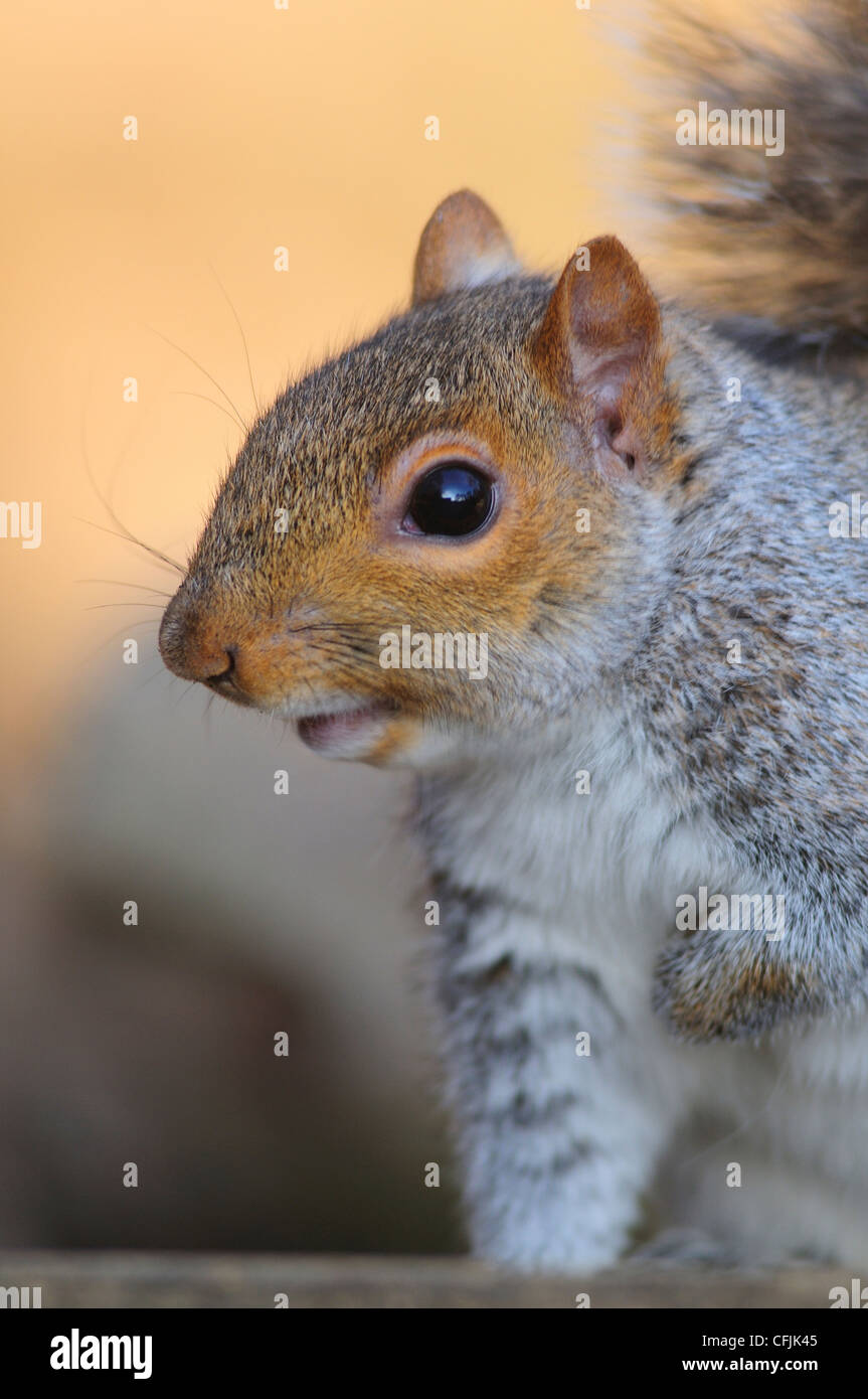 Eine Nahaufnahme eines grauen Eichhörnchens UK Stockfoto