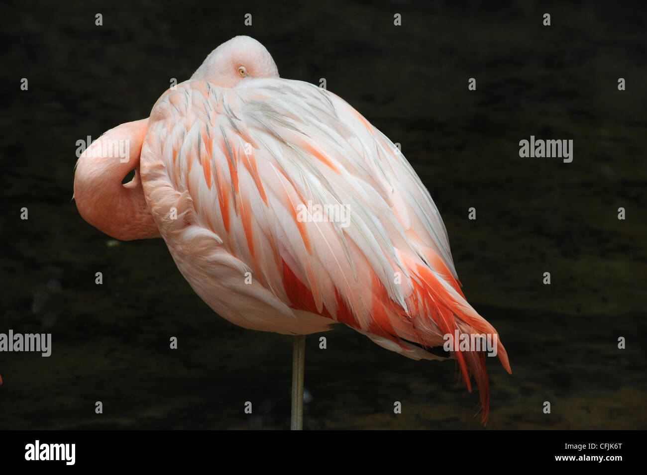 Flamingo im Parque Das Aves, Iguassu Brasilien Stockfoto