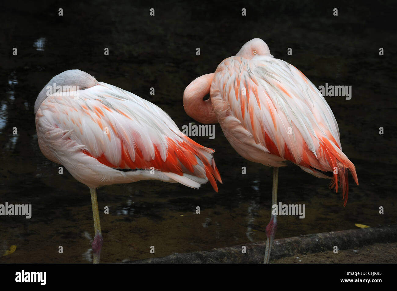 Flamingo Kopie im Parque Das Aves, Iguassu Brasilien Stockfoto
