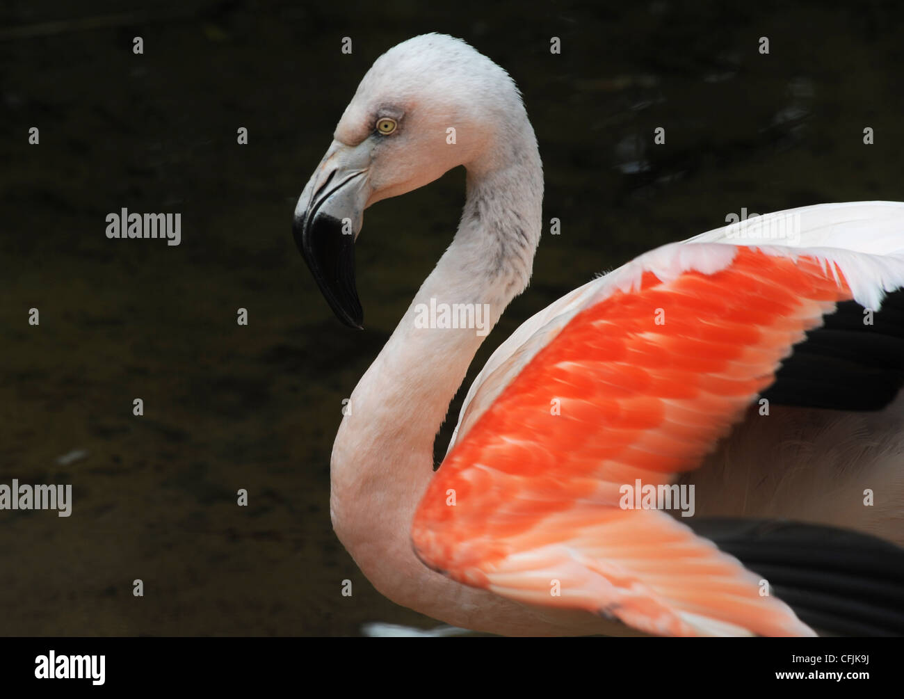 Flamingo im Parque Das Aves, Iguassu Stockfoto