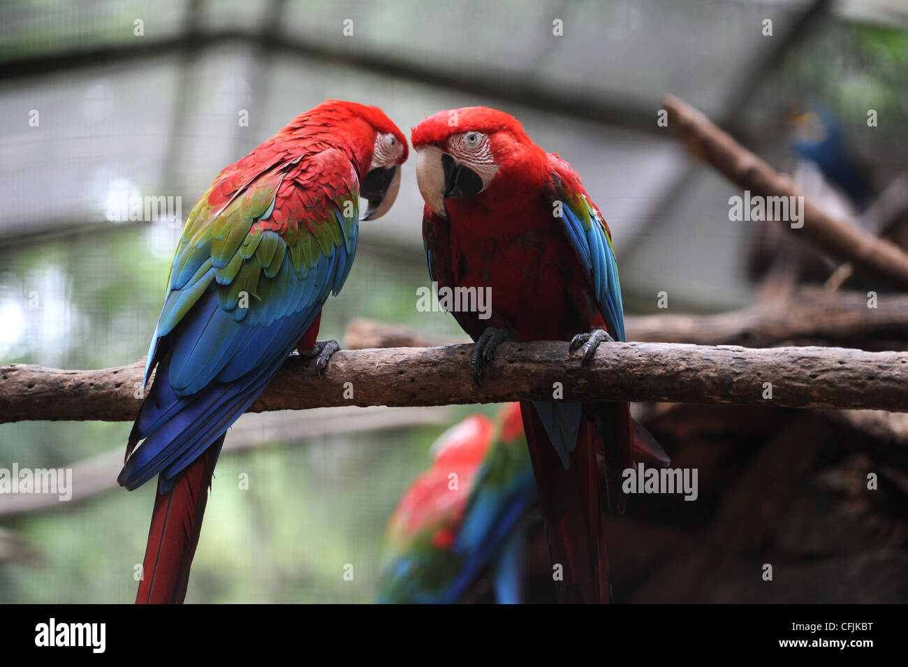 Papagei Arara Macao im Parque Das Aves, Brasil Stockfoto