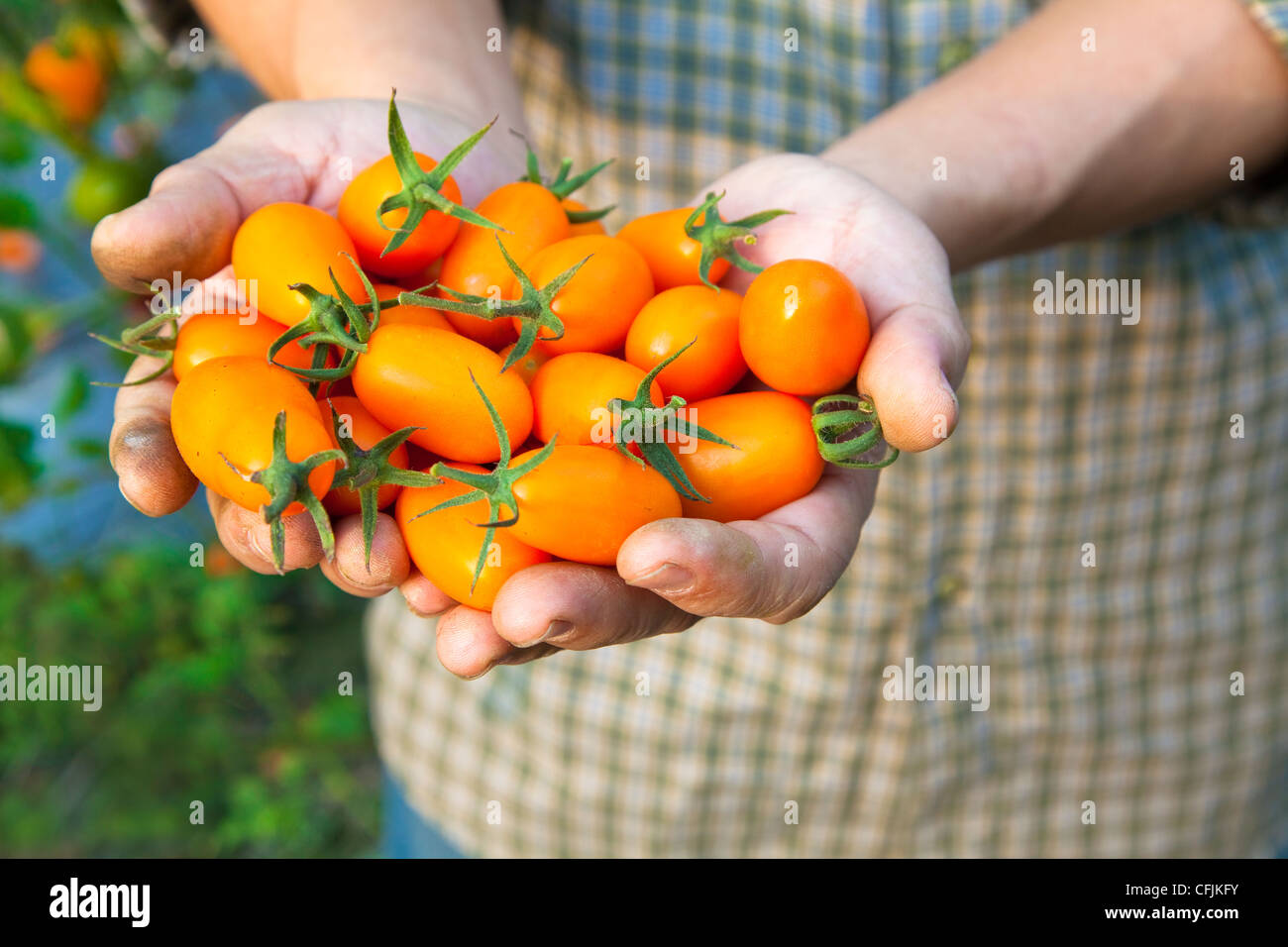 Hand mit frischen kleinen Tomaten Stockfoto