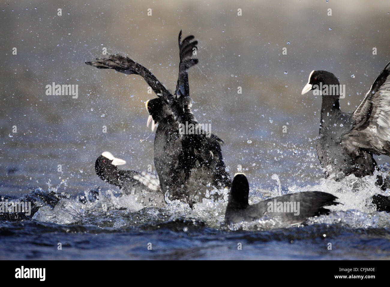 Blässhuhn Kämpfe im Frühling, territorialen Kampf, Norwegen Stockfoto