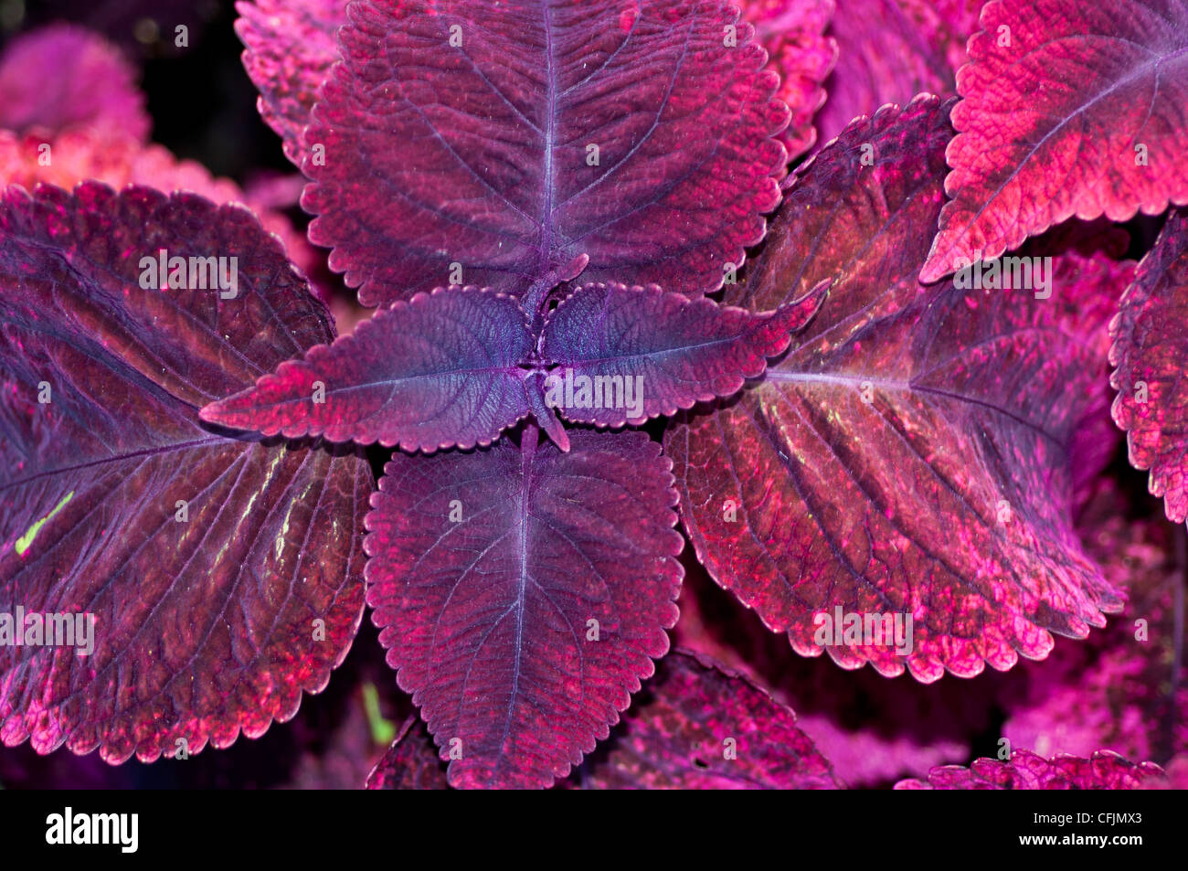 Violette blätter von coleus Fotos und Bildmaterial in hoher Auflösung