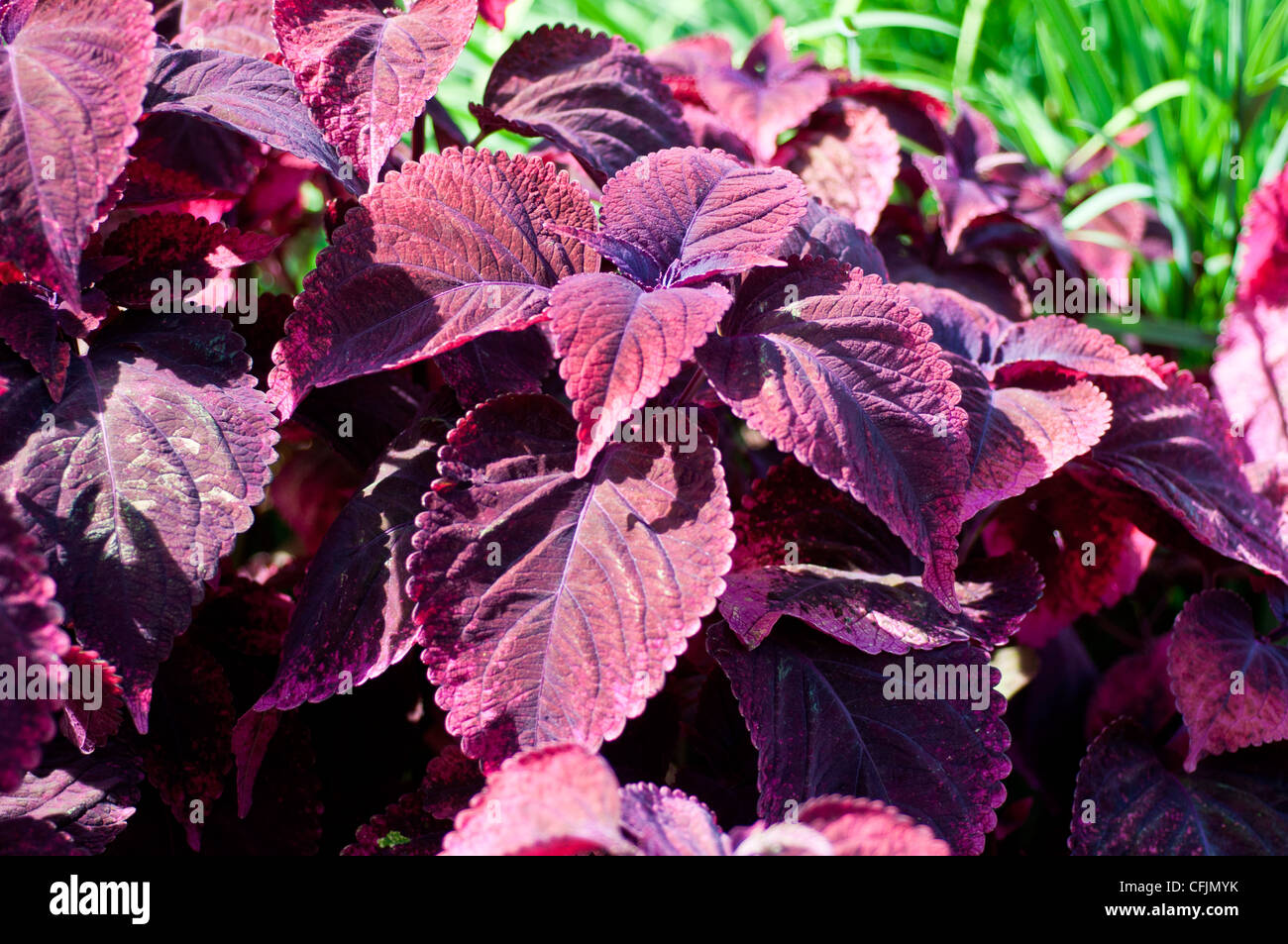 Violet Lila Stockfotos und bilder Kaufen Alamy