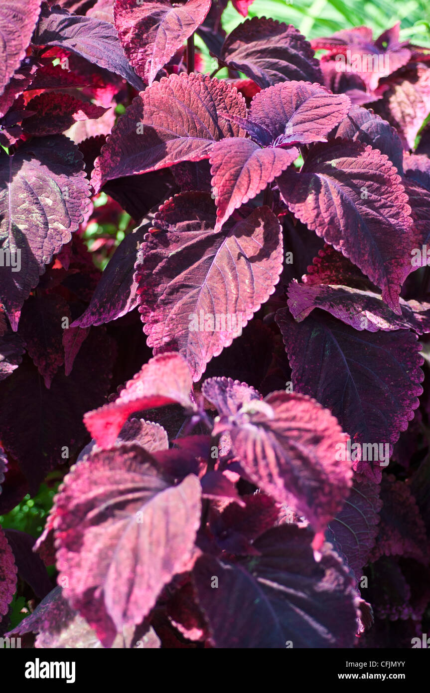 Violet Lila Stockfotos und bilder Kaufen Alamy