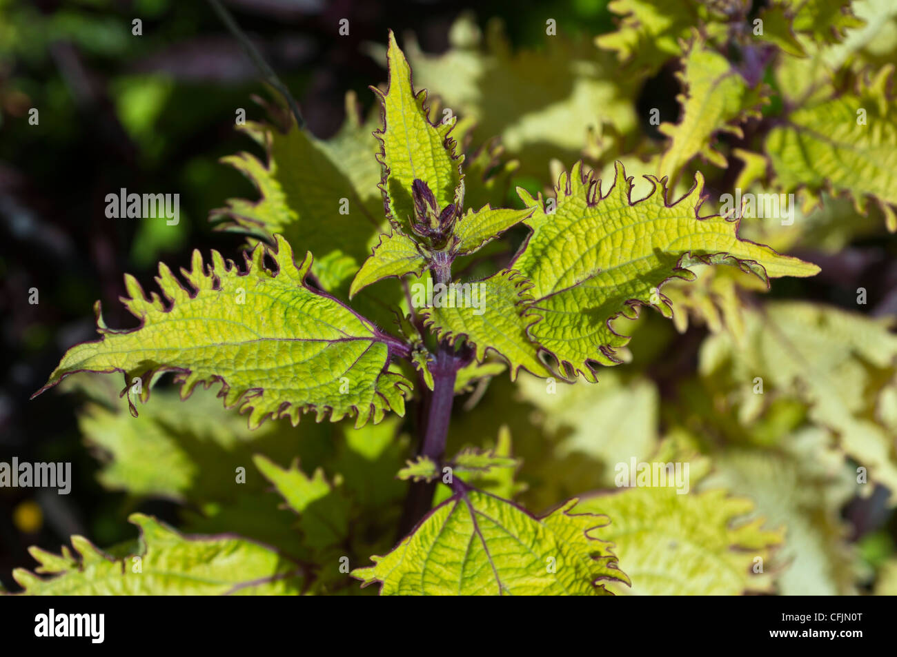 Eine Zierpflanze Stockfotos und bilder Kaufen Alamy