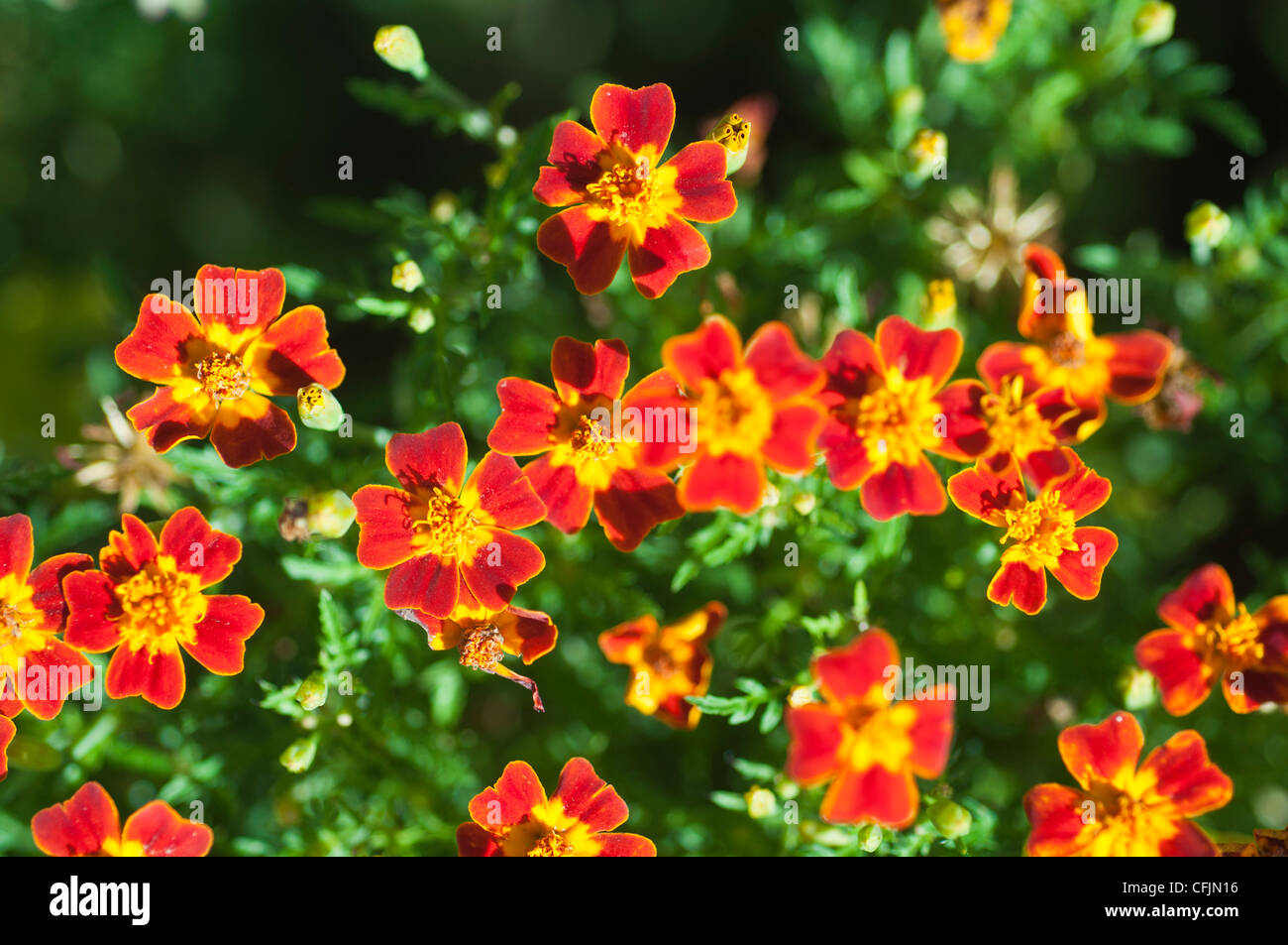 Gelb orange essbare Blumen Signet Ringelblume, Tagetes Tenuifolia Var Red Juwel, Blüte, Blüte Stockfoto