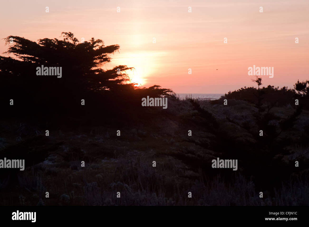 Sonnenuntergang hinter einer Monterey-Zypresse im Asilomar State Park in Kalifornien Stockfoto