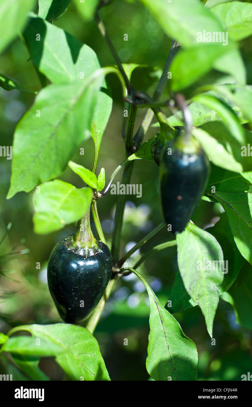 Tschechoslowakische schwarzer Pfeffer, Capsicum Annuum, Solanaceae Stockfoto