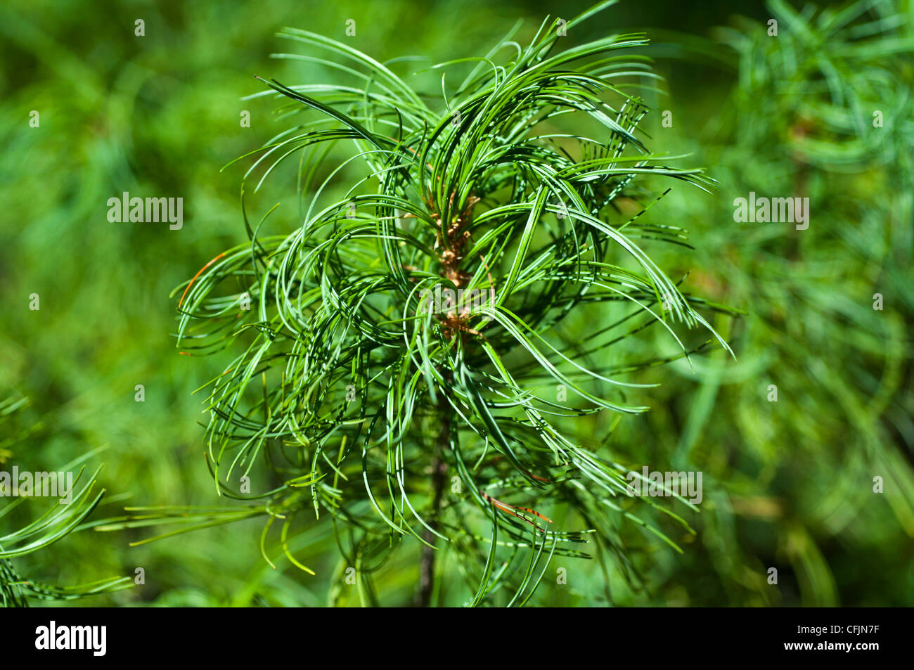 Leuchtend grüne Nadeln aus östlicher Weißkiefer, Pinus Strobus Concorta ...