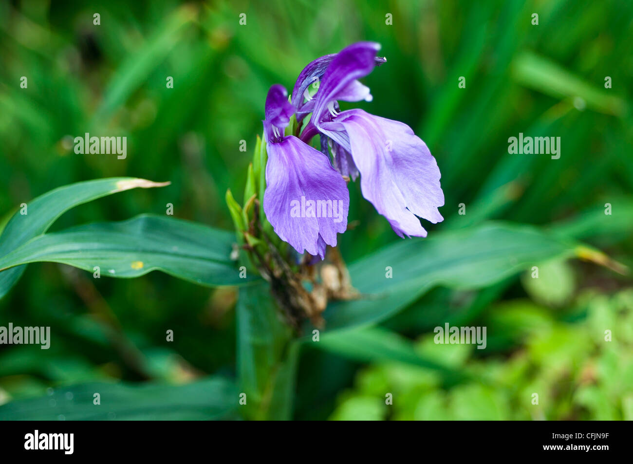 Mehrjährige krautige Pflanze von Roscoea Capitata mit blau lila violett Blume nah oben,, Zingiberaceae, Nepal Stockfoto