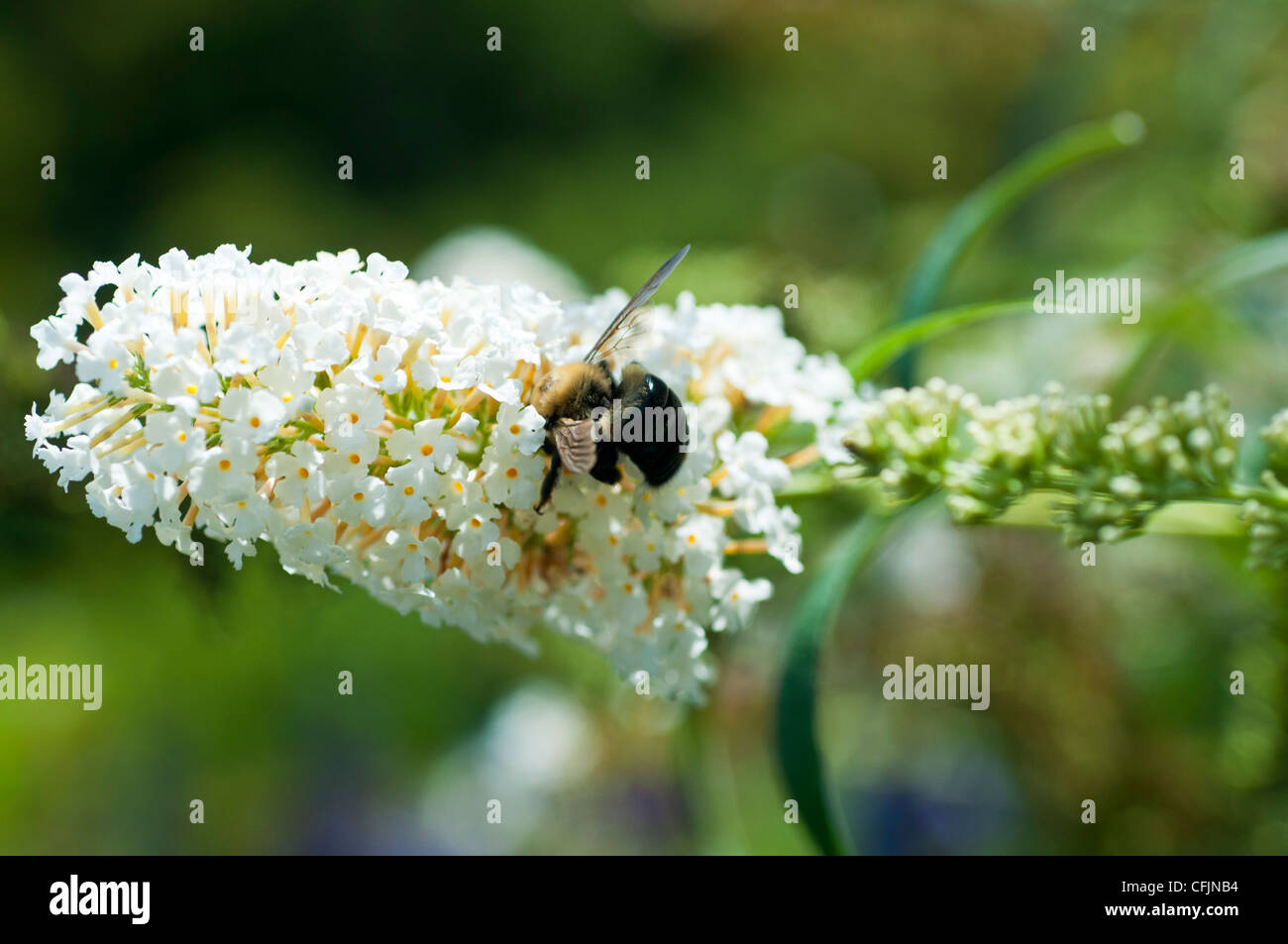 Biene auf weißen Blüten der Buddleja Davidii, Schmetterlingsstrauch oder Sommerflieder Davidii Var White Profusion, Loganiaceae Stockfoto