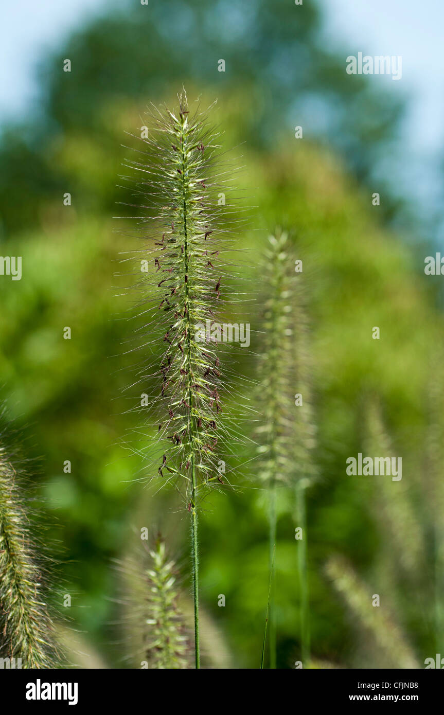 Pennisetum Alopecuroides Var Herbst Magic, chinesische Fountain Grass Poaceae Stockfoto