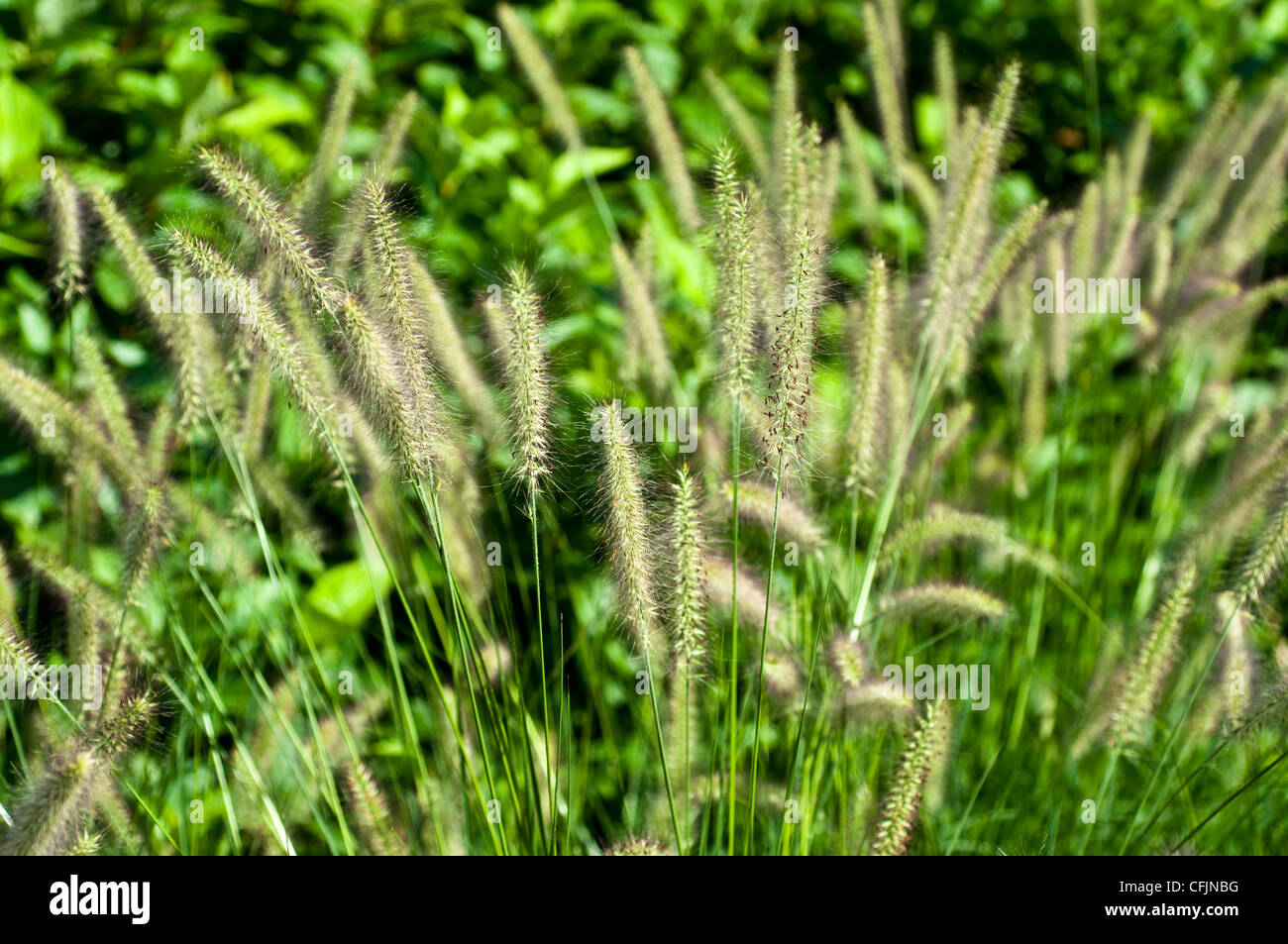 Pennisetum Alopecuroides Var Herbst Magie, chinesische Fountain Grass, Poaceae, chinesische Lampenputzergras, Zwerg Fountain Grass Stockfoto