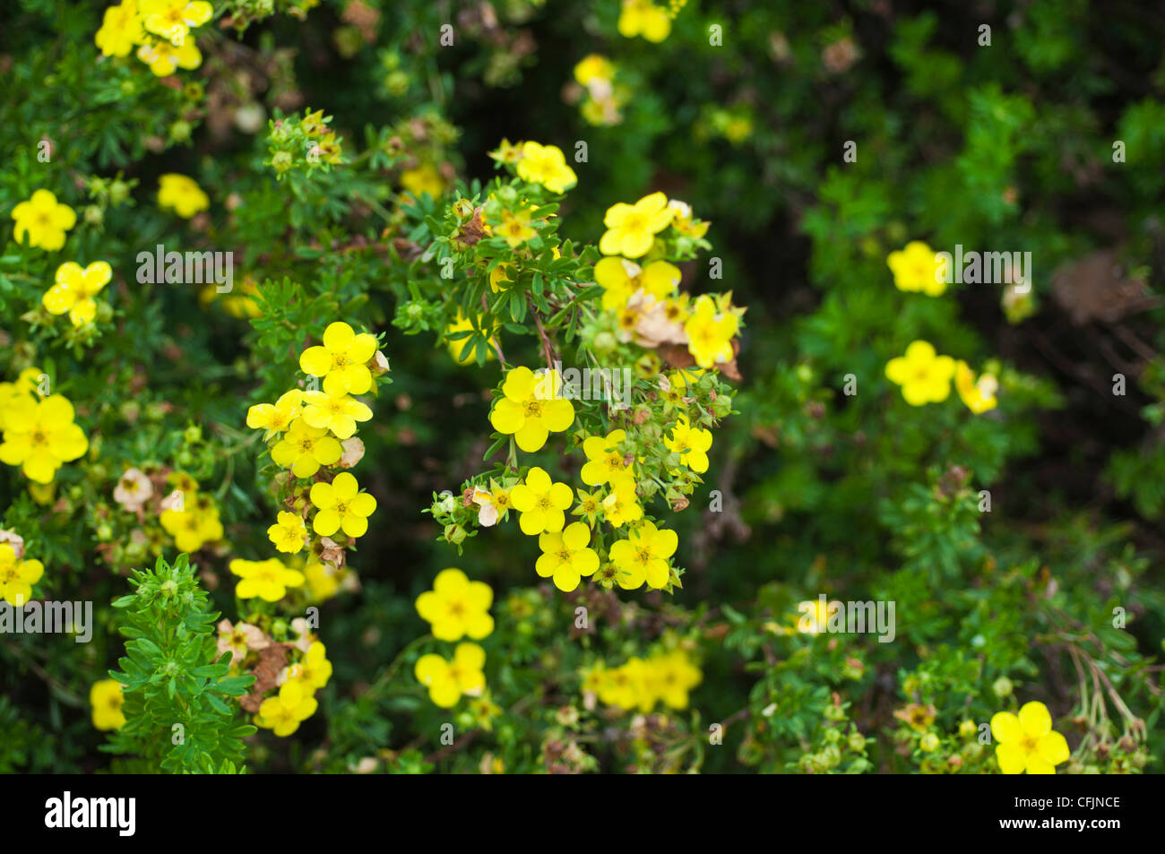 Kleinen gelben Blüten der strauchartigen Fingerkraut, guten Fruticosa V gelb Gem, Rosengewächse Stockfoto